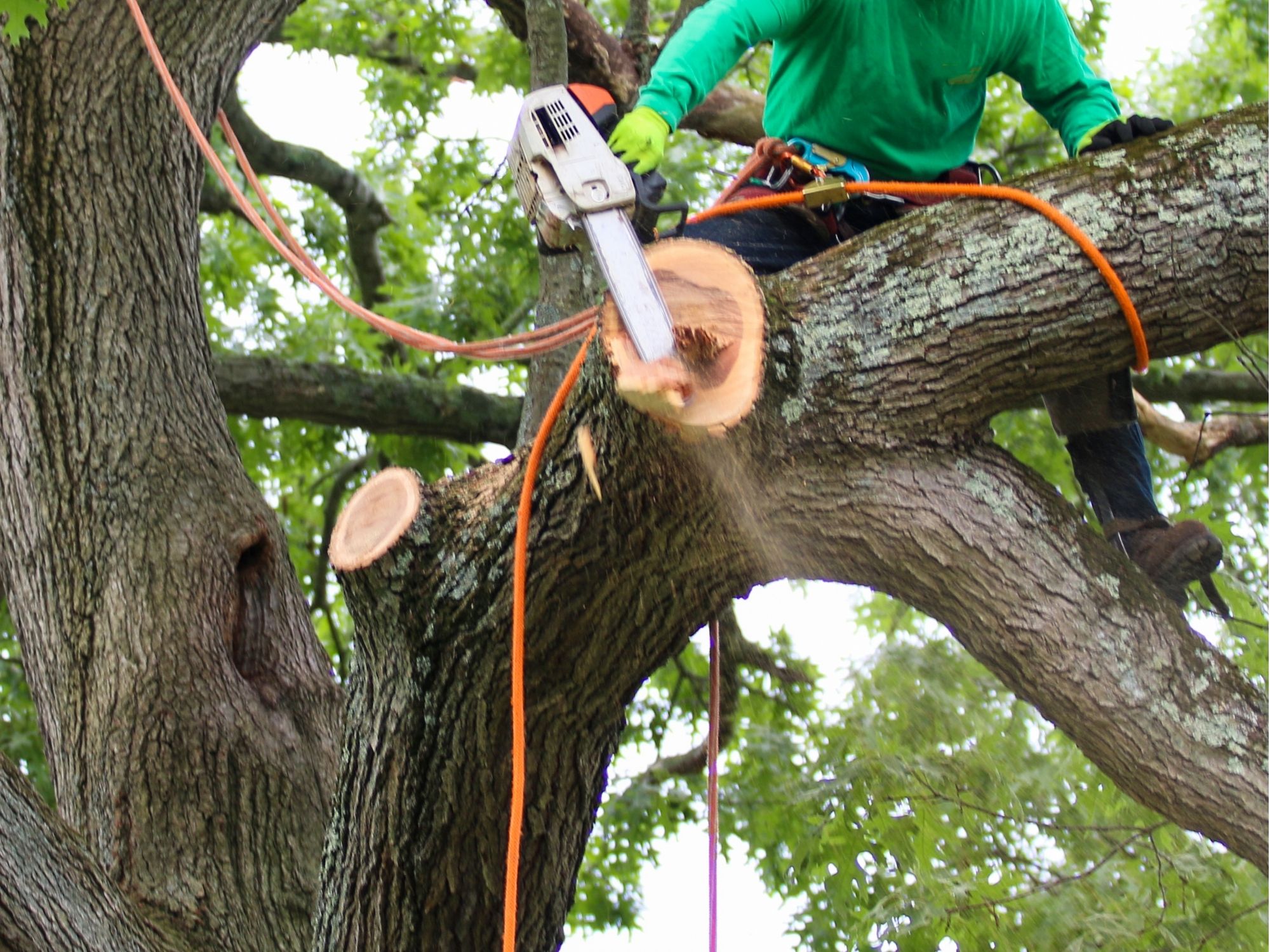 Arborist cutting a large limb