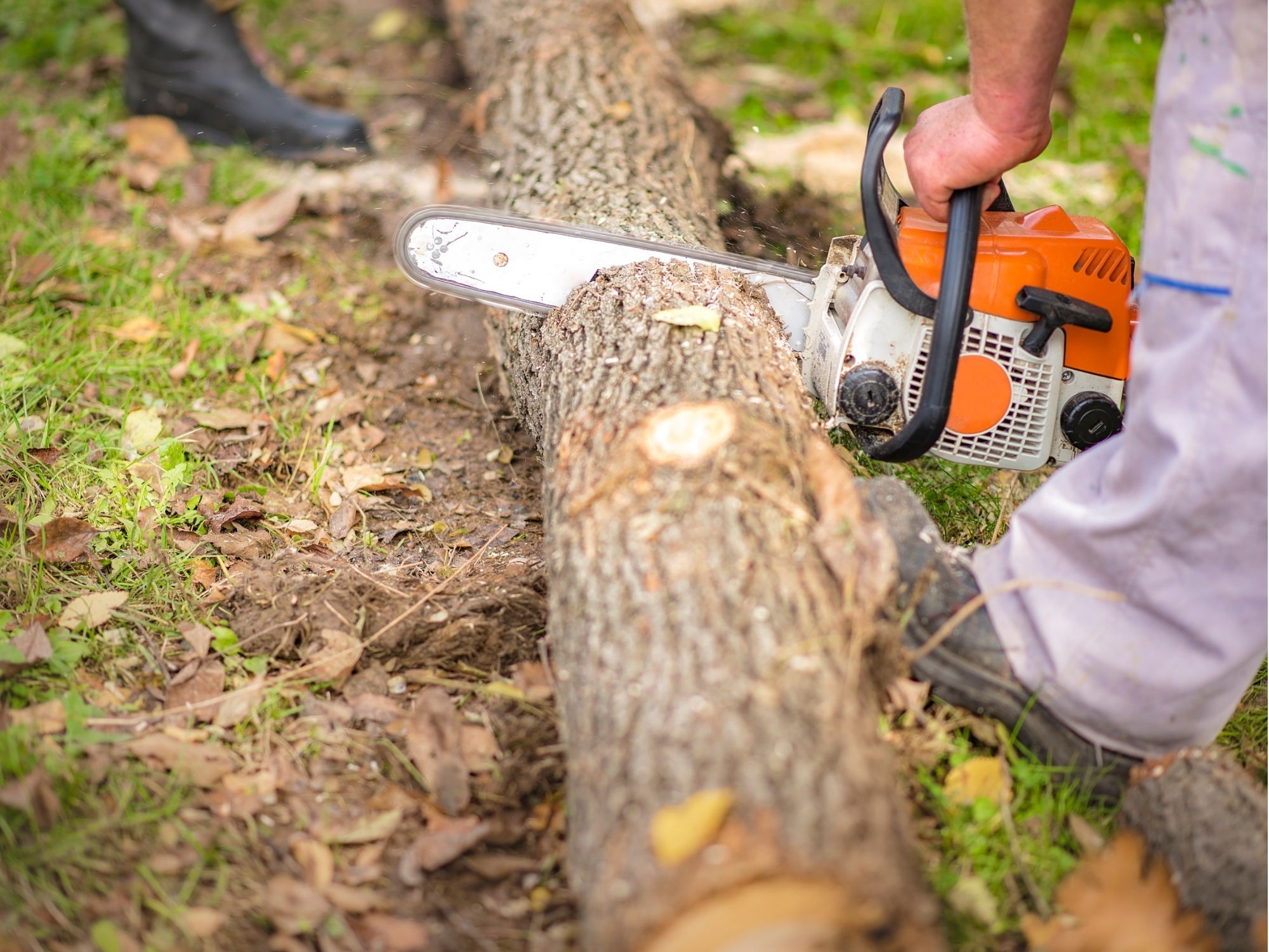 Tree service crew cutting and clearing large limbs