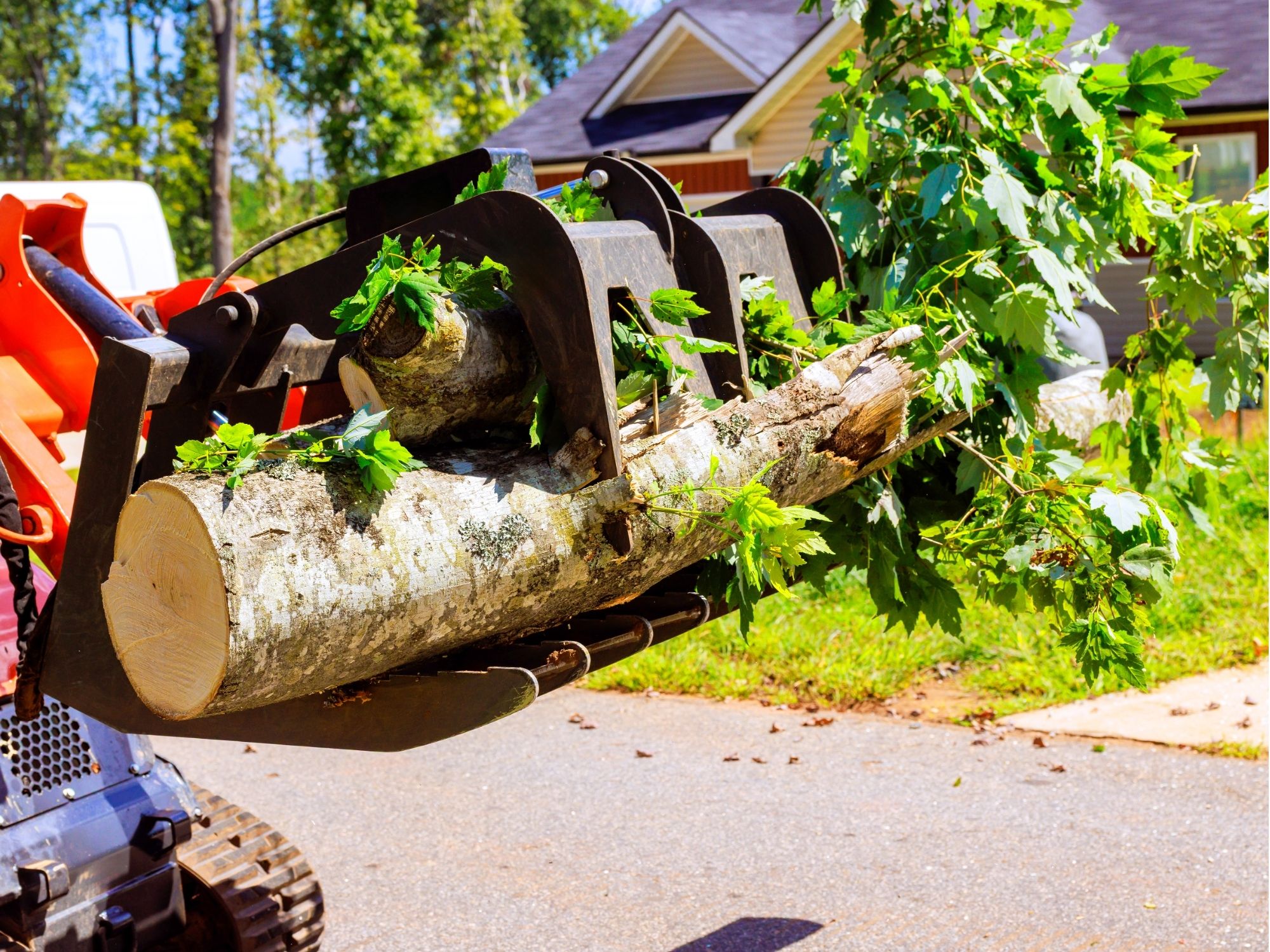 Tree logs and branches being cleared